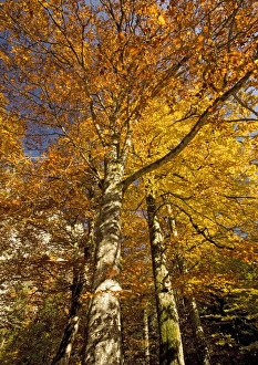 European Beech Tree Images Drucke: Autumn colour