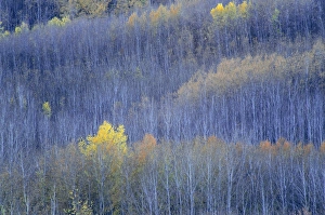 Alberta Canada Photography Drucke: Autumn forest