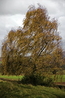 Autumn Colours UK Drucke: Autumn silver birch tree