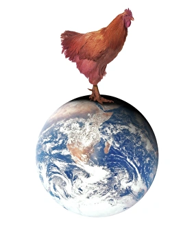 Drucke von Vogelflu. Konzeptuelle Computerkunst darstellend ein riesiger Hahn auf dem Kopf der Erde. Vogelfluss ist eine virale Krankheit von Geflügeln Bilder Datiert 2006 April: Avian flu