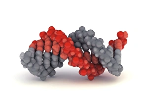 Drucke von Die Doppelhelixstruktur des ADN-Moleküls (deoxyribonucleic acid). Ein Computermodell zeigt die Struktur der B-Form eines ADN-Moleküls Bilder Datiert 2011 April: Doppelhelixmolekül aus B-Zucker