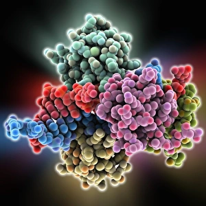 Deoxyribonucleic Acid Models Drucke: B-Z junction in DNA, molecular model