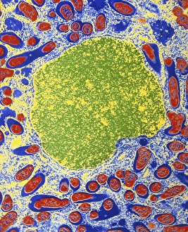 Erythrocyte Structure Drucke: b2380050