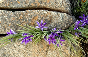 Western Cape Flora Drucke: Babiana framesii