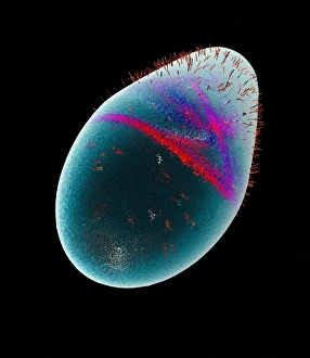 Gram Positive Bacteria Drucke: Bacillus bacteria, artwork