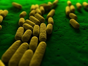 Bilder Datiert 2012 April: Bakterium Bacillus subtilis, Kunstwerk