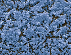 Bakterium Bacillus subtilis, SEM