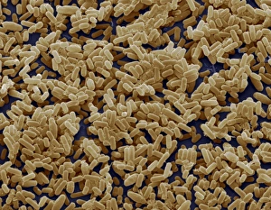 Bilder Datiert 14. Dezember 2007: Bakterium Bacillus subtilis, SEM