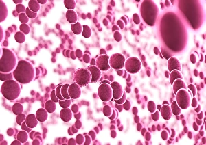 Drucke von Bakterien. Computerartwork einer Vielzahl von kugelförmigen (kokken) Bakterien Bilder Datiert 2003 September: Bacteria
