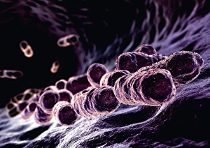 Bacterial Cell Structure Drucke: Bacteria, computer artwork