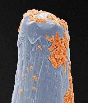 Drucke von Bakterien auf einem Pinsel. Farbige Rastersonenmikroskopaufnahme (SEM) von Bakterien (Orangefarben) an der Spitze eines Pinsels Bilder Datiert 2004 Juni: Keine Übersetzung möglich