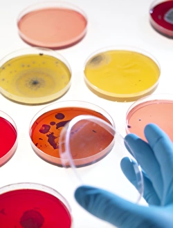 Science Laboratory Equipment Drucke: Bacteria research