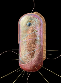 Gram Positive Bacteria Drucke: Bacterial cell