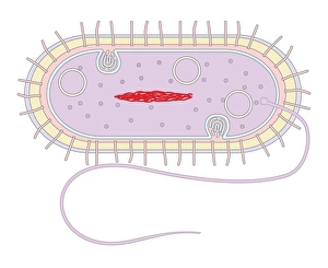Drucke von Zellenstruktur bakterieller Zelle. Computerartwork zur Darstellung der Zellstruktur und -komponenten (Organele), einer typischen Stäbchenform Bakterie (Bacillus) Bilder Datiert 2010 Juli: Zellstruktur bakterieller Zelle Kunstwerk