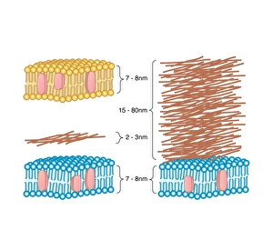 Drucke von Vergleich der Bakterienzellwand. Computerartwork, das die Struktur der Zellwand von einer Gramnegativen Bakteriumbakterie (links) mit dieser eines Grampositiven Bacteriums (rechts) vergleicht Bilder Datiert 2010 Juli: Kein Vergleich der bakteriellen Zellwand als Kunstwerk
