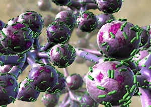 Drucke von Bakterielle Atemwegsinfektion mit Computerkunstwerk. Rodenförmige Bakterien (bacilli, grün) auf der Oberfläche der Alveolen des Lungenraums (lila) Bilder Datiert 2009 März: bakterielle Lungeninfektion