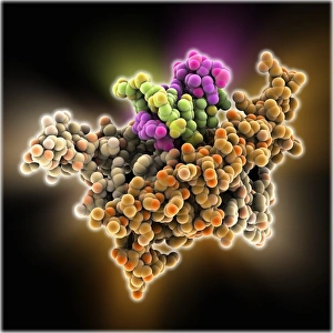 Deoxyribonucleic Acid Model Drucke: Bacterial regulator-DNA complex