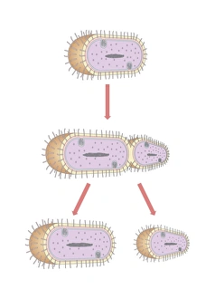 Binary Fission Process Drucke: Bacterial replication, artwork
