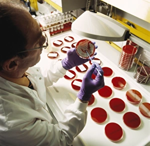 Laboratory Scientist Drucke: Bacterial research