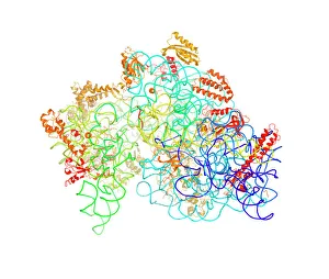 Protein Synthesis Process Drucke: Bacterial ribosome