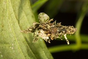 Ecuadorian Rainforest Animals Drucke: Bagworm larva