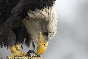 Eagle Species Drucke: Bald eagle