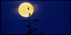 Full Moon Astronomy Drucke: Bald eagles silhouetted against a full Moon