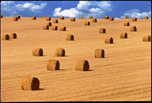Straw Bales Drucke: Bales of straw