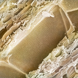 Drucke von Balsaholzstruktur, farbiges Rasterbild mit Elektronenmikroskop (SEM). Dieser Holztyp stammt aus der Balsa-Palme (Ochroma pyramidale) Bilder Datiert 2009 März: Holzstruktur aus Balsaholz, SEM