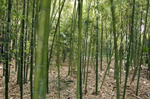 Exotic Plant Life Drucke: Bamboo (Phyllostachys sp. )