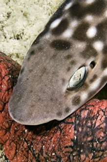 Bilder Datiert 9. September 2009: Riesenschildchwalenbeutelshark