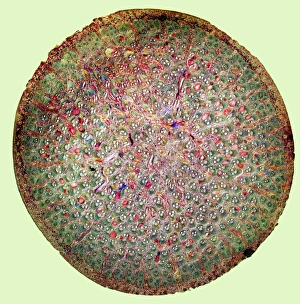 Polarised Light Microscopy Images Drucke: Bamboo stem, light micrograph