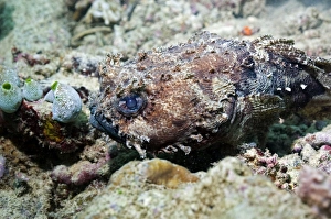 Papua New Guinea Marine Life Drucke: Banded toadfish