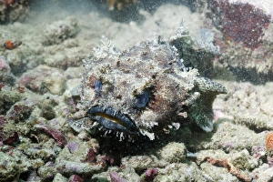 Papua New Guinea Marine Life Drucke: Banded toadfish C014 / 2944