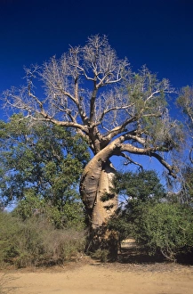 Drought Resistant Plants Drucke: Baobab tree