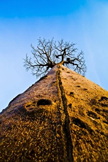 Avenue Of The Baobabs Drucke: Baobab tree, Madagascar
