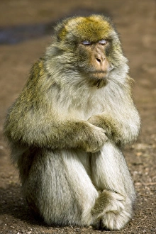 Middle Atlas Mountains Drucke: Barbary macaque