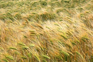 Hordeum Vulgare Drucke: Barley
