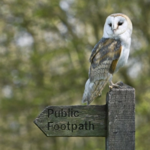 Drucke von Hochstuhlweiheradel (Tyto alba) auf einem öffentlichen Fußwegschild. Fotografiert im Vereinigten Königreich, Frühjahr Bilder Datiert 2010 Dezember: Weihenfeldschwalbenfuchs