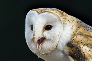 UK Wildlife Photos Drucke: Barn owl calling