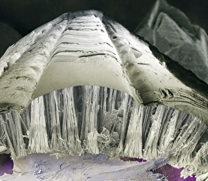 Drucke von Barnakelkleber. Farbiges Skanningelektronenmikroskopbild (SEM) einer Schnittstelle durch den Byssus (Klebehäuten) eines Elminius modestus-Weichselwurmhaften Meerestier Bilder Datiert 2003 Juni: Schleim des Barnakels (SEM)