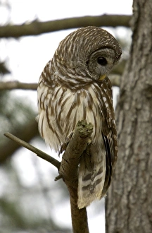 Strix Varia Drucke: Barred owl