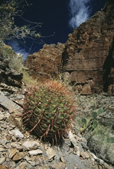 Desert Plants Drucke: Barrel cactus