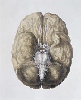 Drucke von Die Basis des Gehirns, historische anatomische Kunstwerk. Die Vorderseite des Gehirns ist oben. Der Ursprung der zwölf Hirnnerven wird gezeigt Bilder Datiert 2004 Dezember: Grund des Gehirns