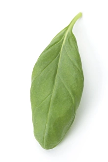 Aromatic Plants Drucke: Basil leaf