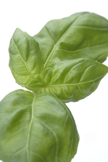 Fresh Basil Drucke: Basil leaves