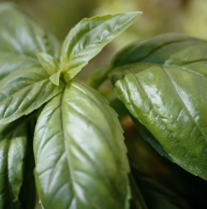 Basil Leaf Close Up Drucke: Basil (Ocimum basilicum)
