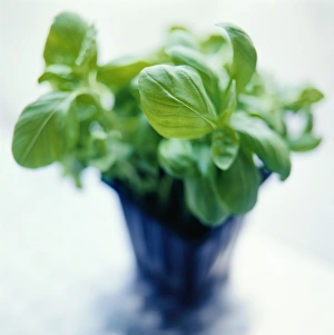 Basil Plant Drucke: Basil plant