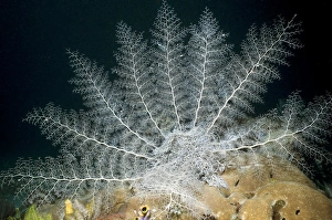 Basket star