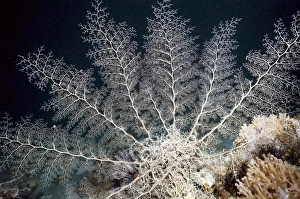 Indonesian Marine Life Drucke: Basket star